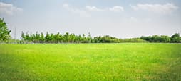 Grassy field