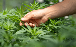 Hand tending to cannabis plants