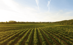 Agricultural field with planted rows extending to horizon